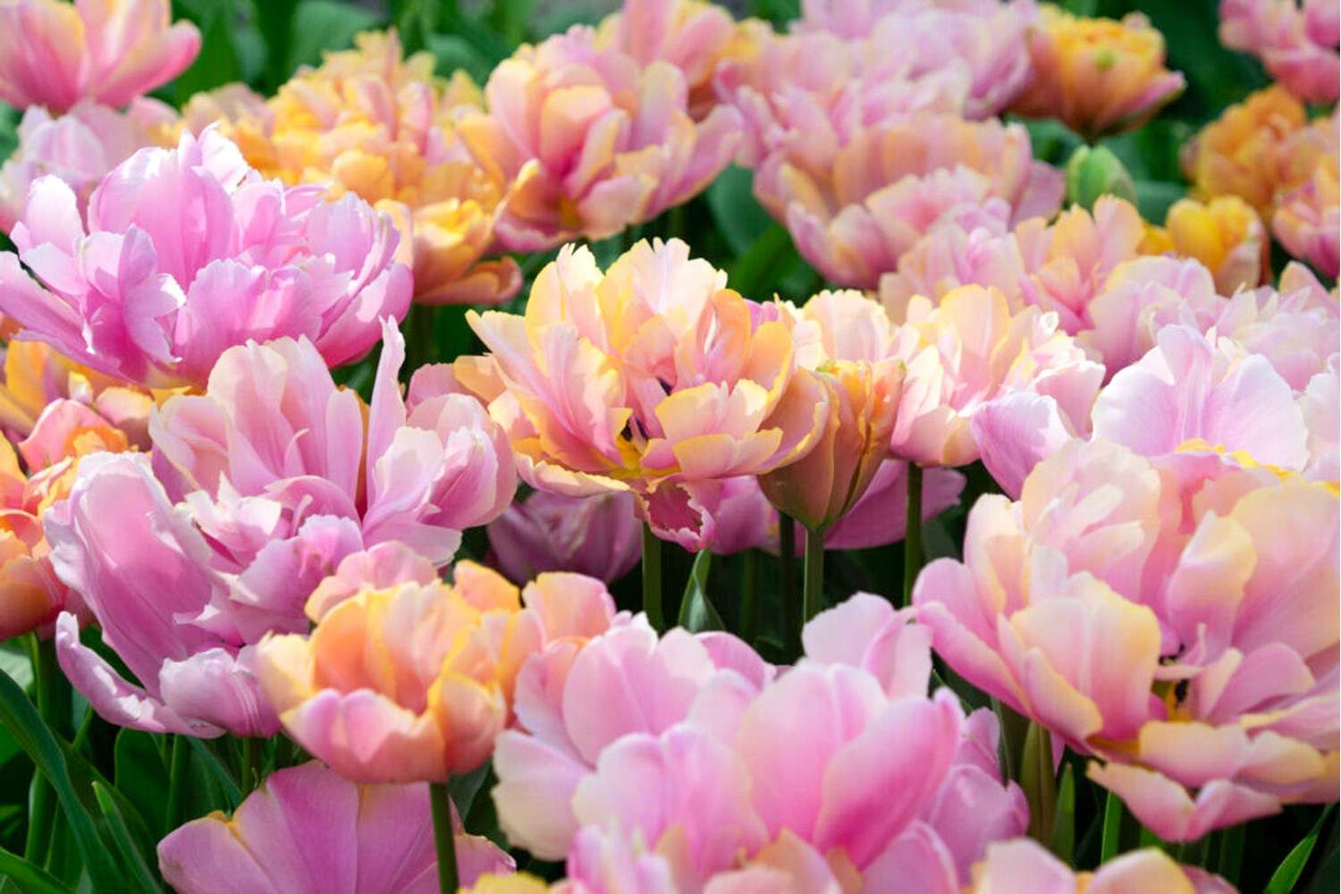 Tulppaani 'Pink Star'